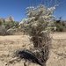 Yucca Wild Buckwheat - Photo (c) Duncan Bell, some rights reserved (CC BY-NC), uploaded by Duncan Bell