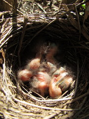 Turdus merula