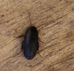 Parcoblatta bolliana