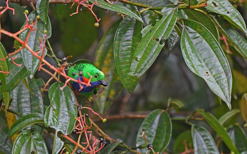 Orange-eared Tanager (Chlorochrysa calliparaea), photo 9