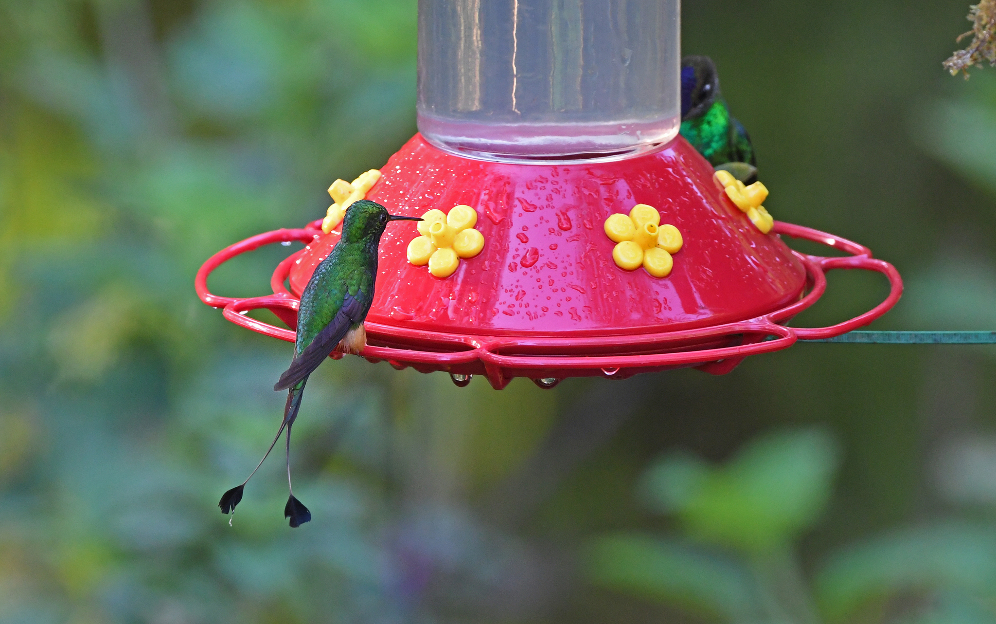 Rufous-booted Racket-tail (Ocreatus addae), photo 5