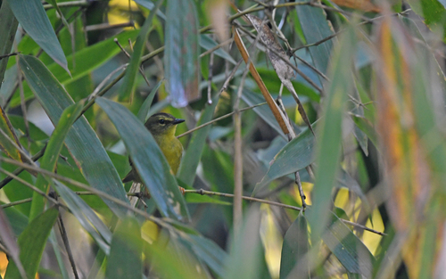 Two-banded Warbler (Myiothlypis bivittata), photo 6