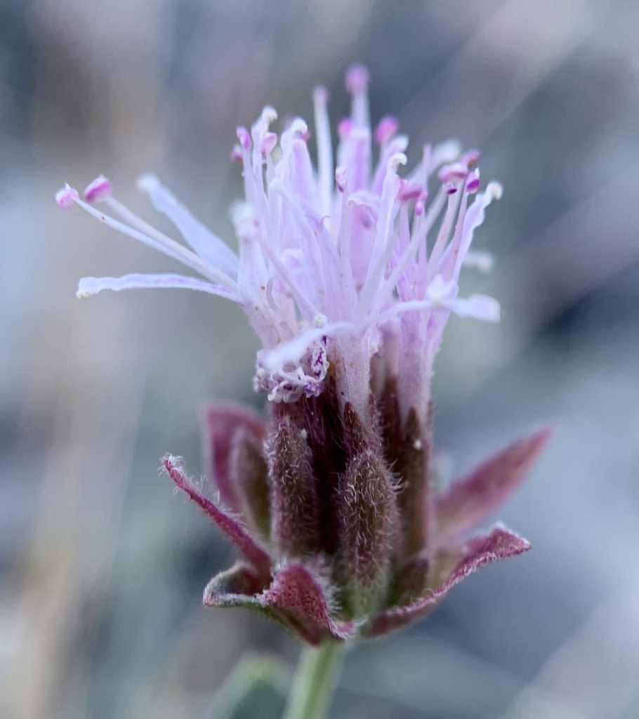 Boyd’s Monardella