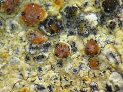 Intralichen baccisporus