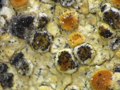 Intralichen baccisporus