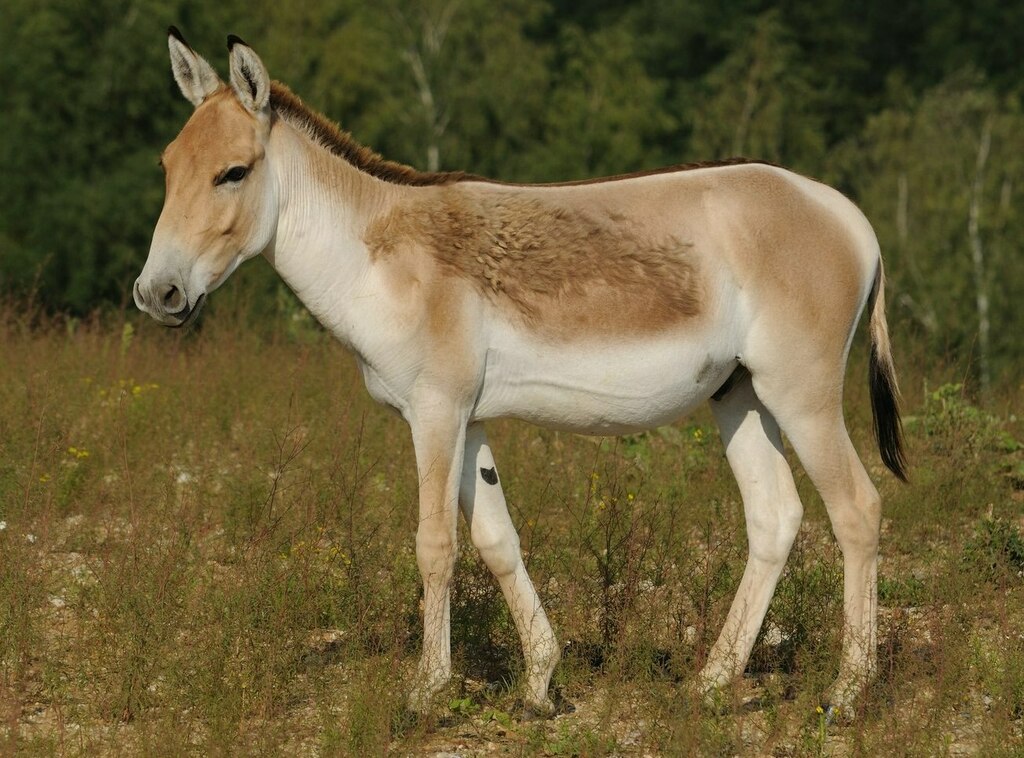 Onager