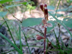 Bletia nitida