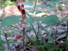 Bletia nitida