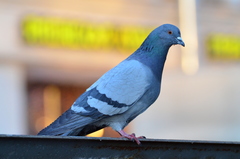 Columba livia domestica