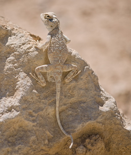 North Arabian Plain Agama