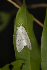 Vietteria ampliata