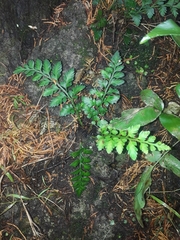 Asplenium appendiculatum maritimum