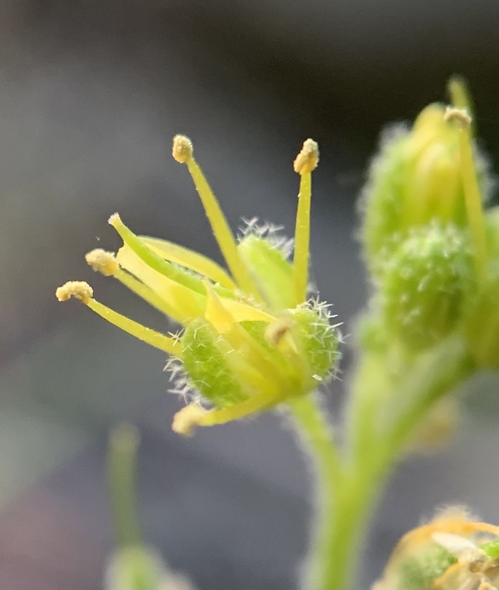 Draba saxosa