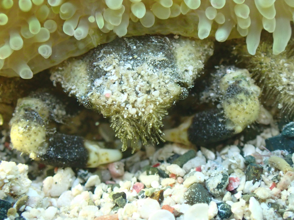 banded clinging crab