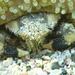 Banded Clinging Crab - Photo (c) Robin White, some rights reserved (CC BY-NC), uploaded by Robin White