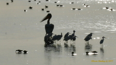 Pelecaniformes