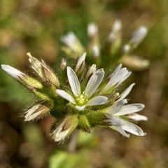 Cerastium glomeratum