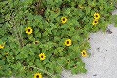 Helianthus debilis image