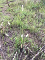 Setaria pallide-fusca