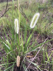 Setaria pallide-fusca