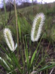 Setaria pallide-fusca