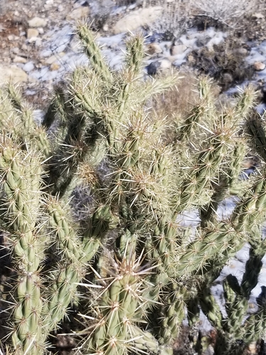 Buckhorn Cholla