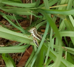 Macrotona securiformis