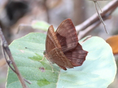 Abisara bifasciata