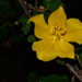 Fremontodendron mexicanum - Photo (c) Joey Santore, μερικά δικαιώματα διατηρούνται (CC BY-NC), uploaded by Joey Santore