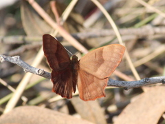 Abisara bifasciata