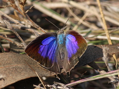 Arhopala amantes