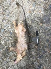 Manis pentadactyla pentadactyla