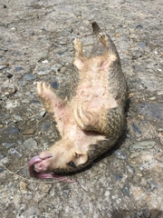 Manis pentadactyla pentadactyla