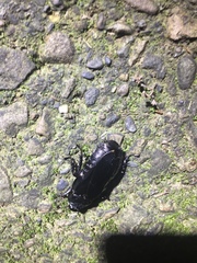 Panesthiinae