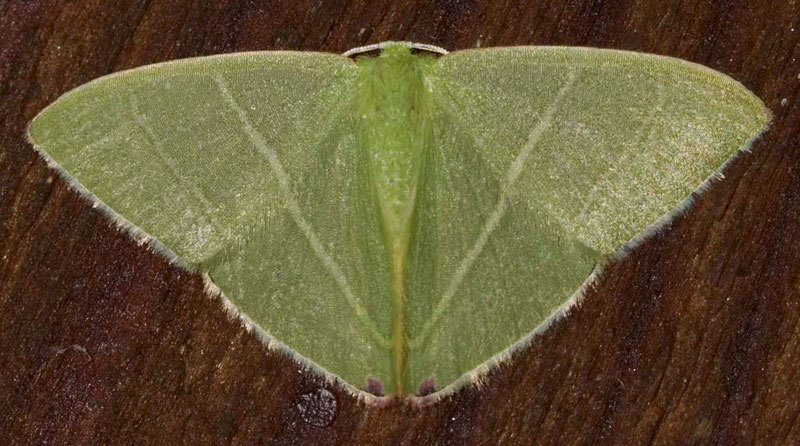 Urolitha