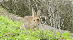Sylvilagus audubonii