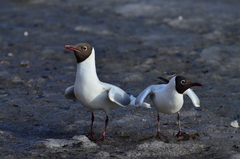 Chroicocephalus ridibundus