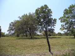 Quercus oleoides