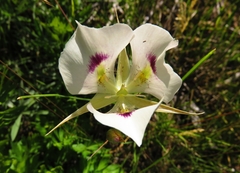 Calochortus eurycarpus