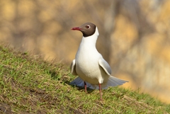 Chroicocephalus ridibundus