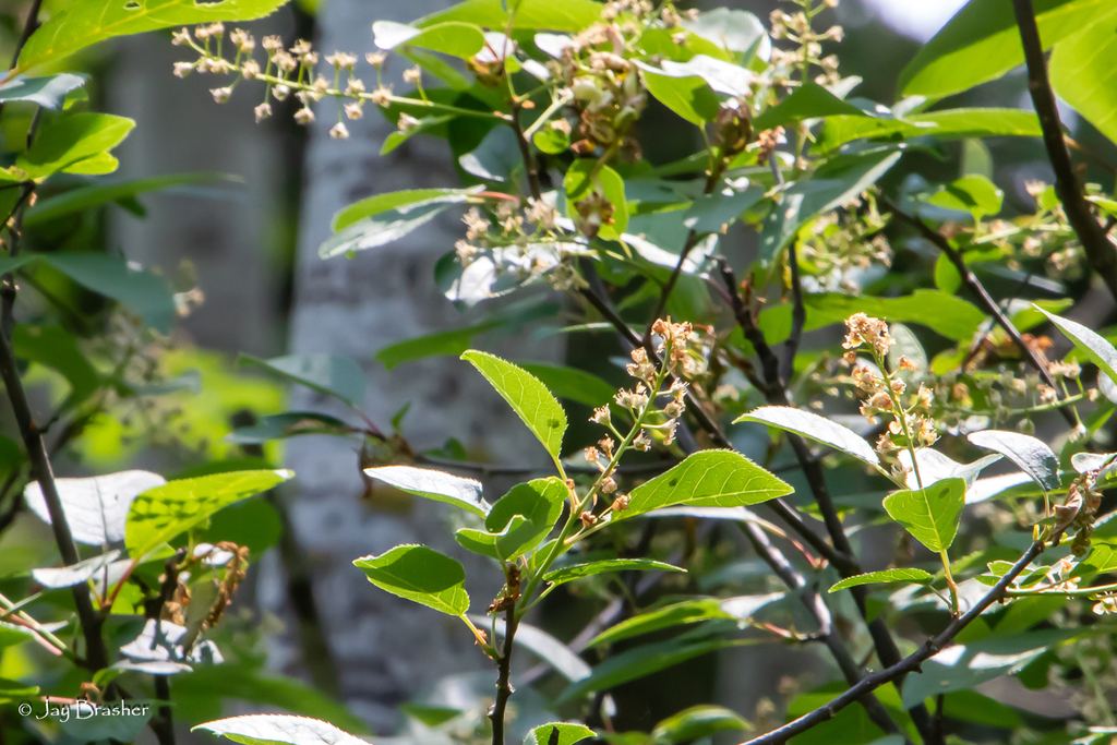 chokecherry from Isle Royale NP, Keweenaw County, MI, USA on June 18