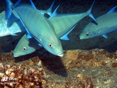 Ferdauia orthogrammus