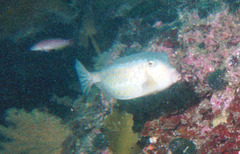 Ostracion immaculatum