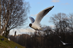 Chroicocephalus ridibundus