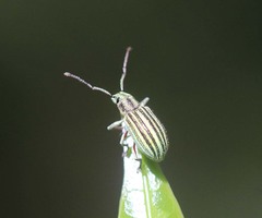 Myllocerus