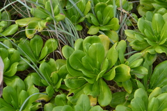 Scaevola taccada taccada