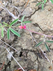 Indigofera trifoliata