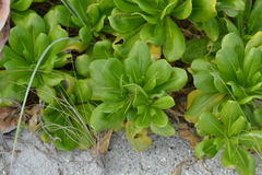 Scaevola taccada taccada