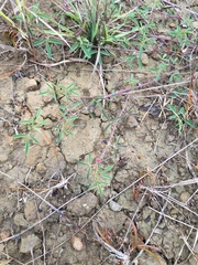 Indigofera trifoliata
