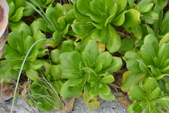 Scaevola taccada taccada